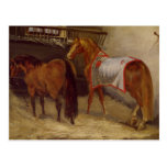 Horses in the Stables Postcards