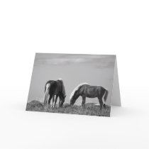 Horses in Whale-fjord #2 cards