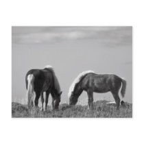 Horses in Whale-fjord #2 postcards