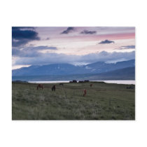 Horses in Whale-fjord #3 postcards