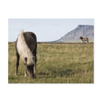 Horses in Whale-fjord postcards