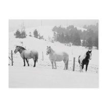 Horses In Winter postcards by HolidayPostage Horses In Winter postcards