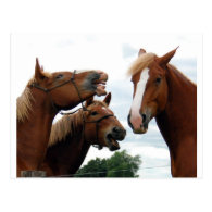 Horses laughing post card