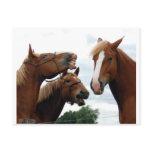 Horses laughing post card