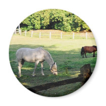 Horses magnets by Moondial Horses magnets