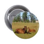 Horses: Mama and Baby Horse Lying Down buttons