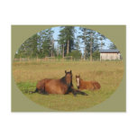 Horses: Mama and Baby Horse Lying Down Postcard