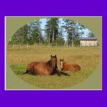Horses: Mama and Baby Horse Lying Down postcards