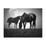 Horses & Moon Post Card