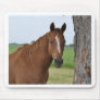 Horses Mousepads