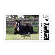 Horses' Nap Time Postage Stamps