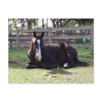 Horses' Nap Time postcards by elkechaples Horses' Nap Time postcards