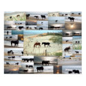 Horses of Carova posters