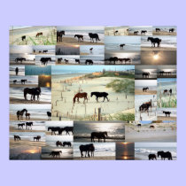 Horses of Carova posters