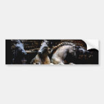 Horses of Florence II bumper stickers