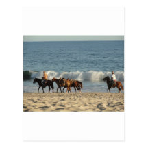 Horses on Beach Postcard