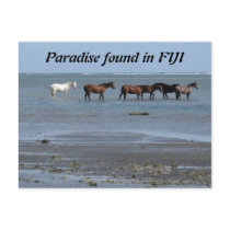 Horses on the Beach in Fiji Postcard
