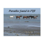 Horses on the Beach in Fiji Postcard
