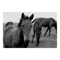horses photography poster posters