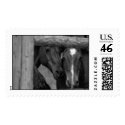 Horses postage