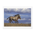Horses Postcard by forbes1954 Horses Postcard