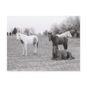 Horses postcards