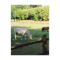 Horses postcards by Moondial Horses postcards
