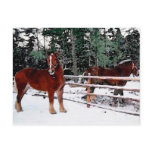 Horses Post Card