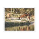 horses postcards by azulcita horses postcards