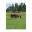 Horses postcards