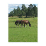 Horses