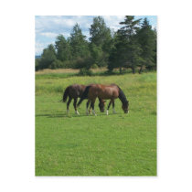 Horses postcards by nmpics Horses postcards