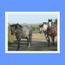 horses postcards