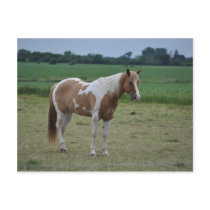 Horses Postcard