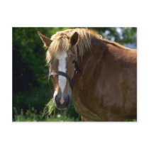 Horses Postcard