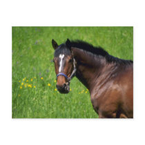 Horses Post Cards