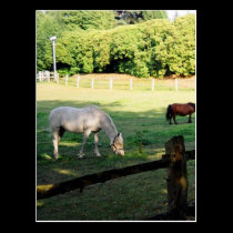 Horses postcards