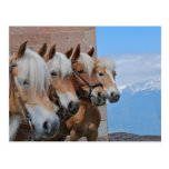 HORSES POSTCARD