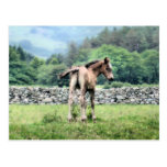 HORSES POSTCARD
