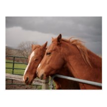 Horses Postcard