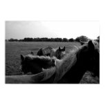 Horses