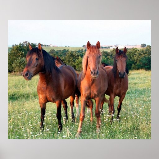 Horses Poster | Zazzle