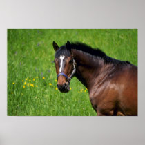 Horses Print