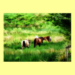 HORSES posters