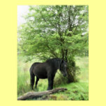 HORSES posters