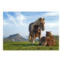 Horses posters by beverlytazangel Horses posters