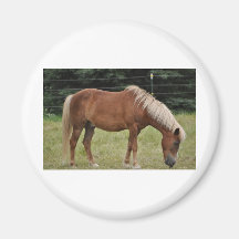 Horses Refrigerator Magnets