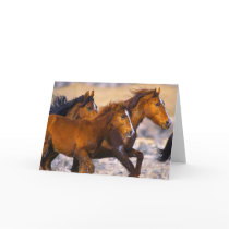 Horses running greeting cards