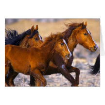 Horses running greeting cards