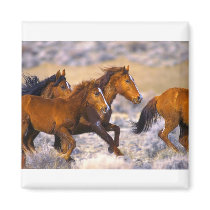 Horses running fridge magnets